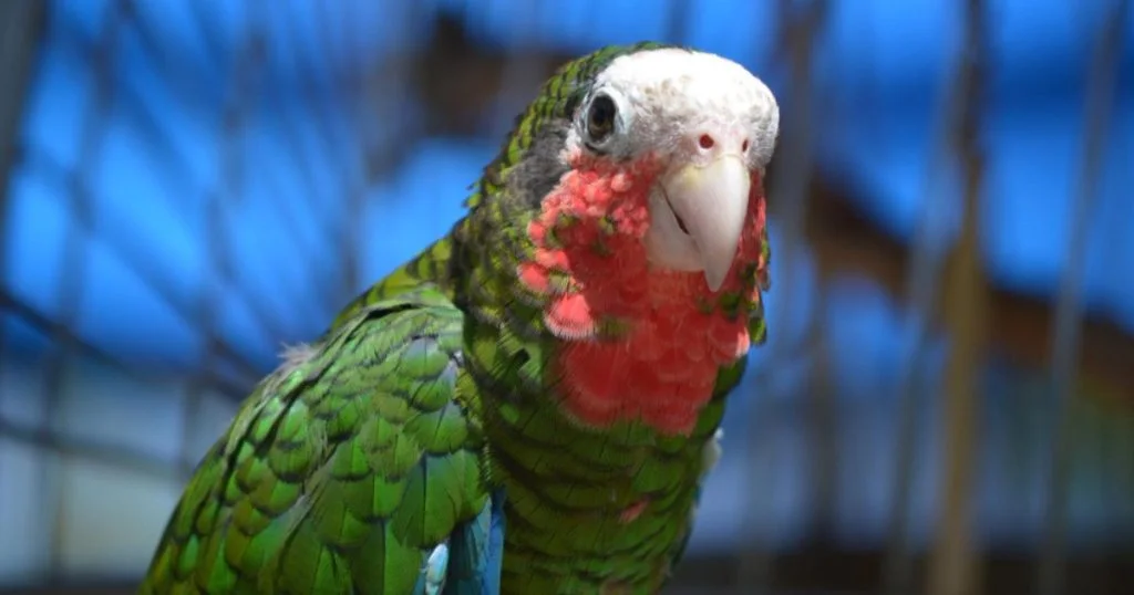 experimento mental do papagaio Kiwi que prevê o sexo de bebês.